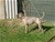 Halzo - Triola Cane Corso